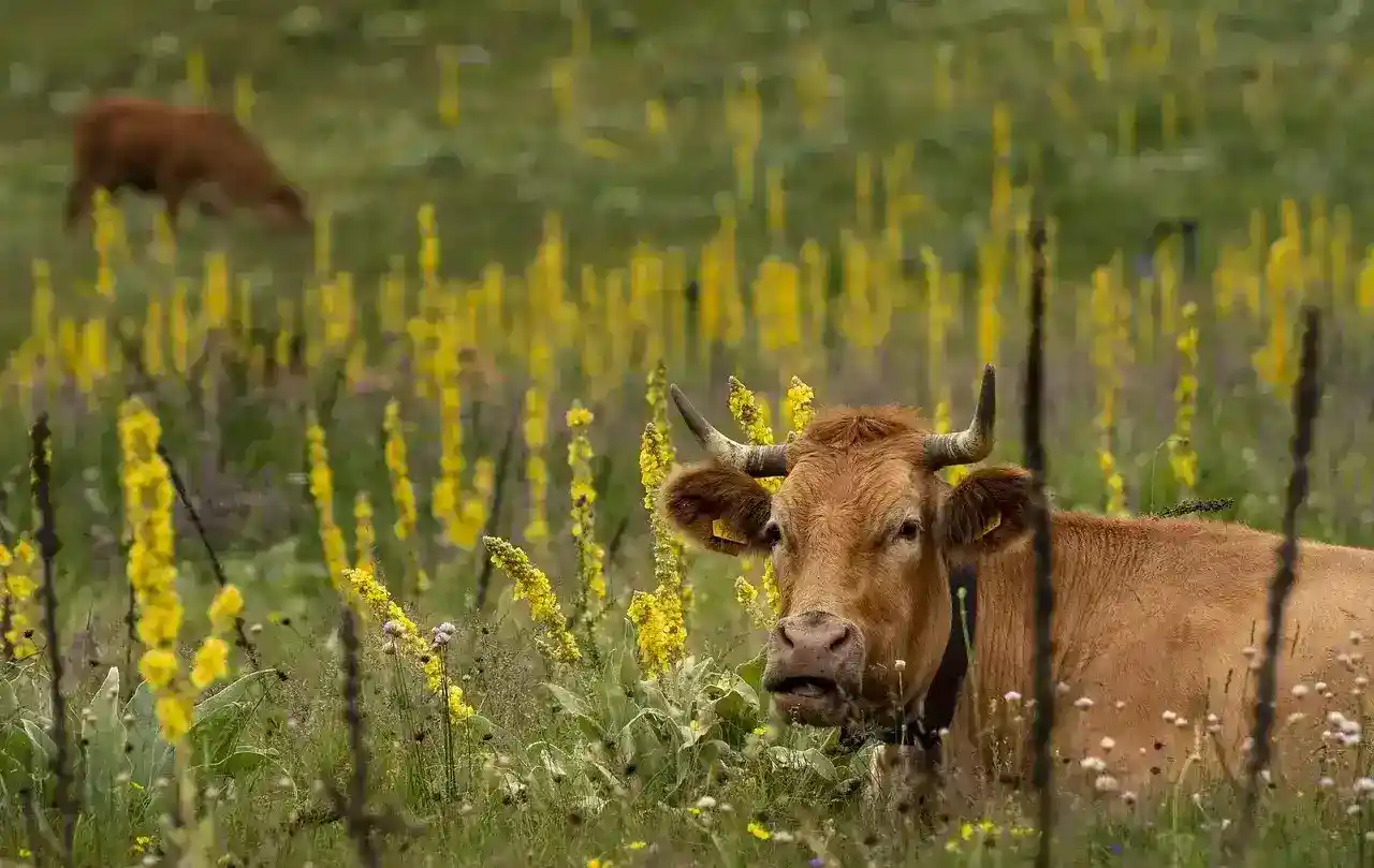 Vache dans une prairie verdoyante de France - Bytemeuh Farm