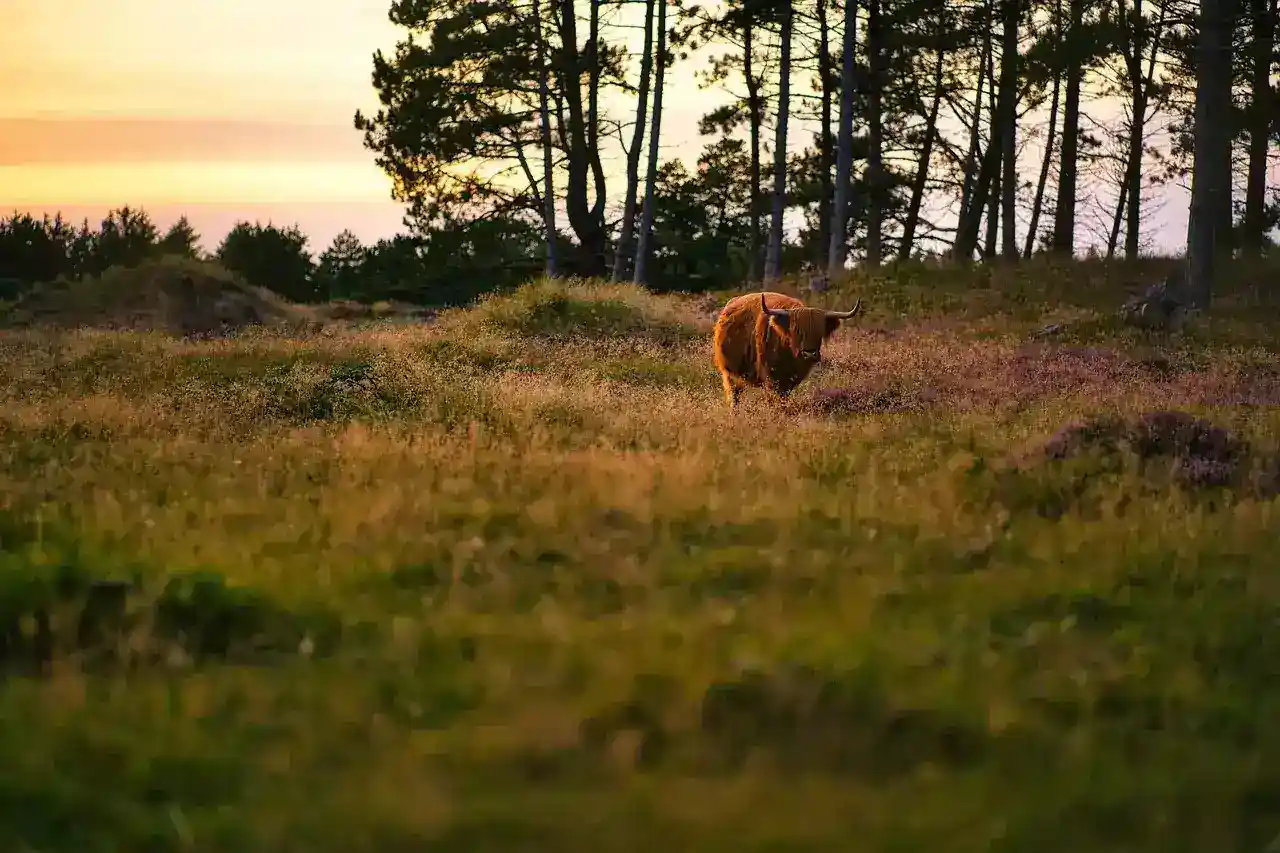 Vaches Heureuses dans un Pré avec Équipements Technologiques